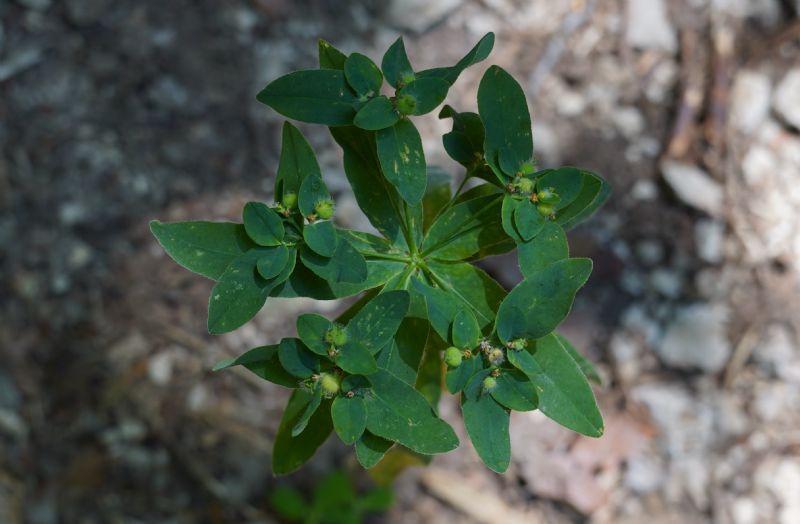 Quale Euphorbia?