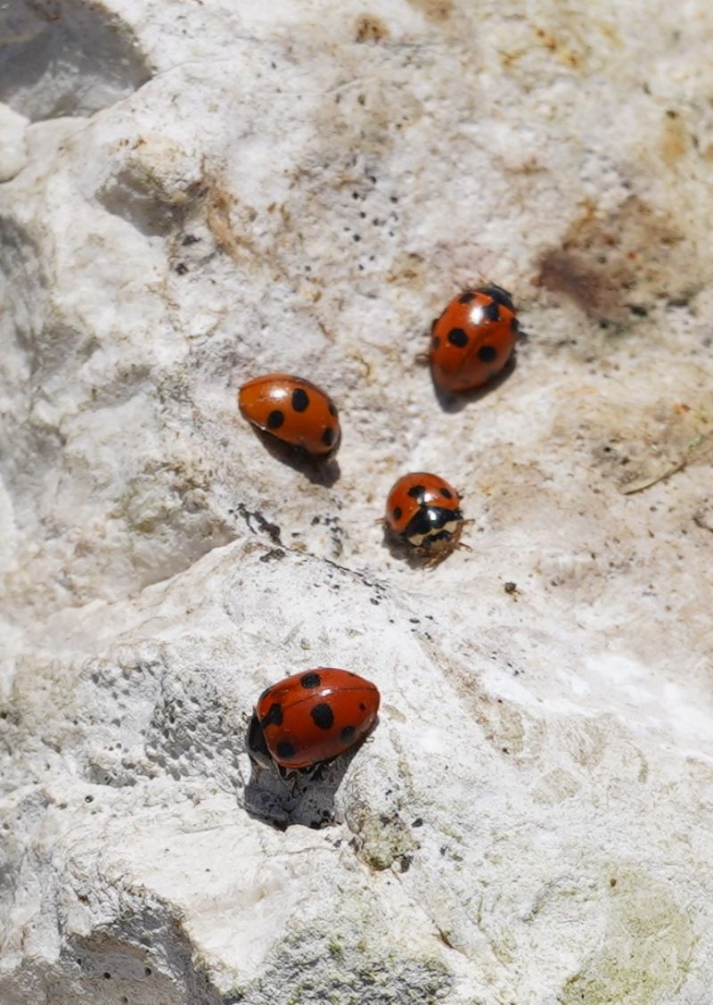 Ceratomegilla?