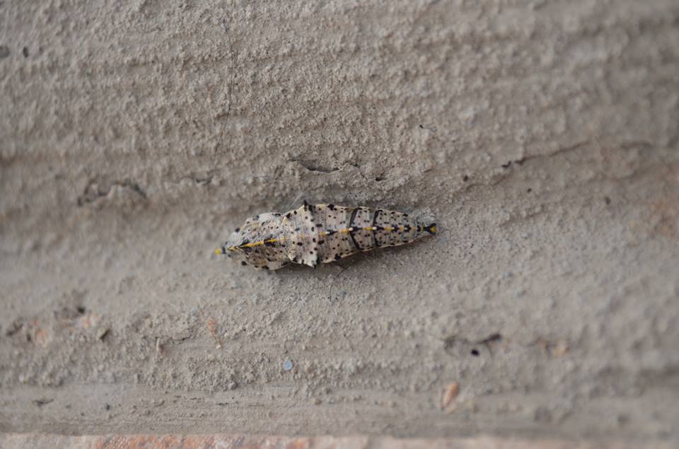 Crisalide da identificare - Pieris brassicae