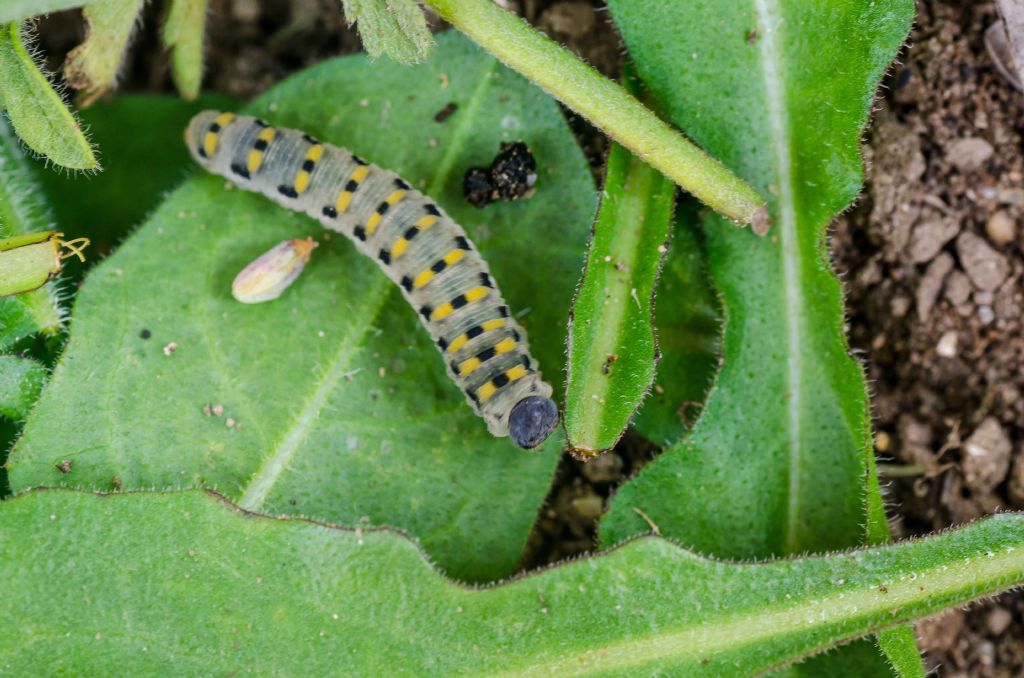 Larva da identificare - Cimbicidae