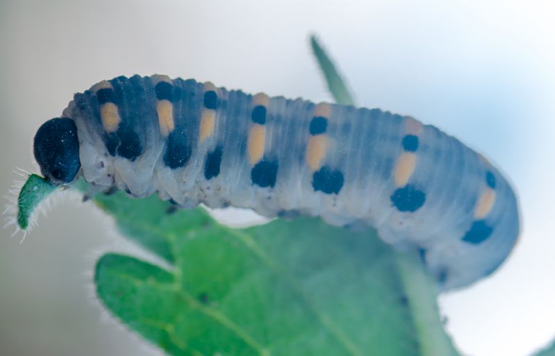 Larva da identificare - Cimbicidae