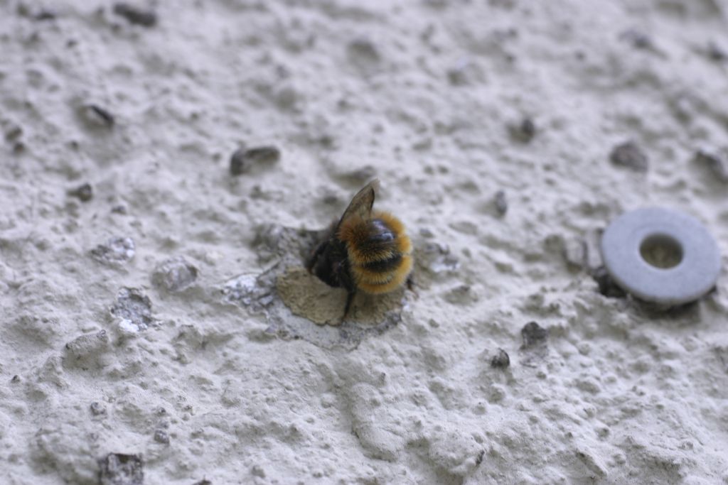 Osmia sp.