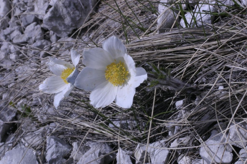Pulsatilla alpina
