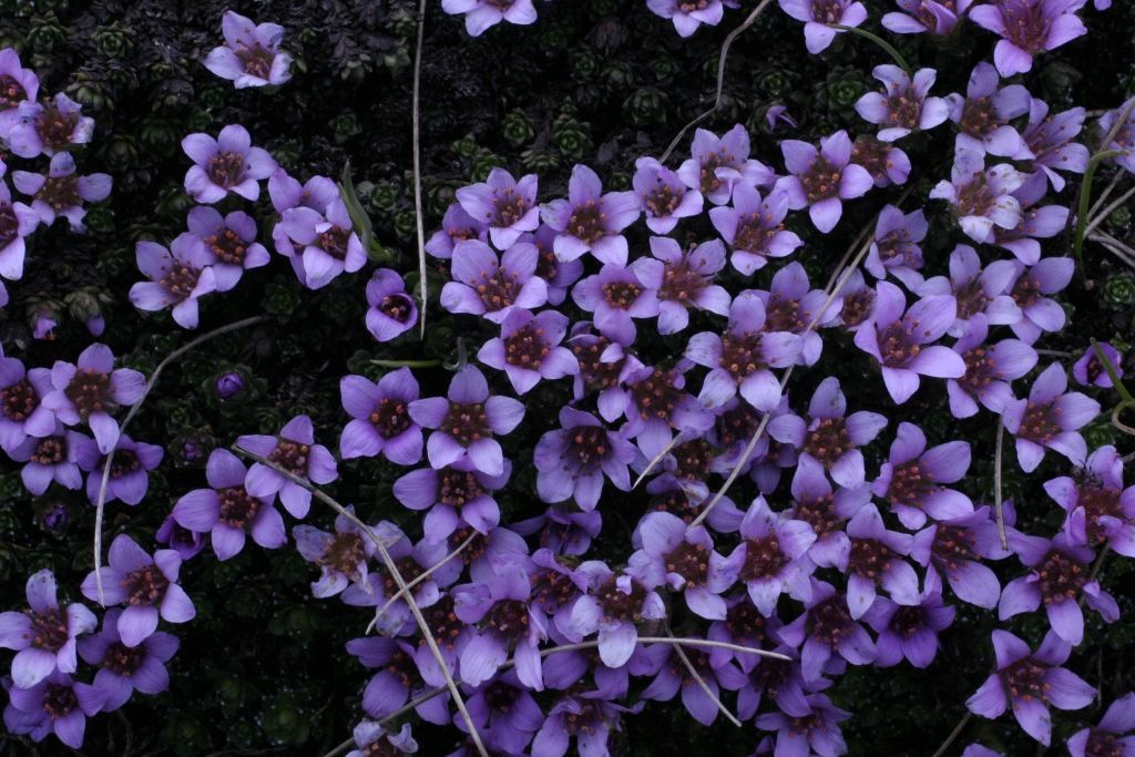 Saxifraga oppositifolia