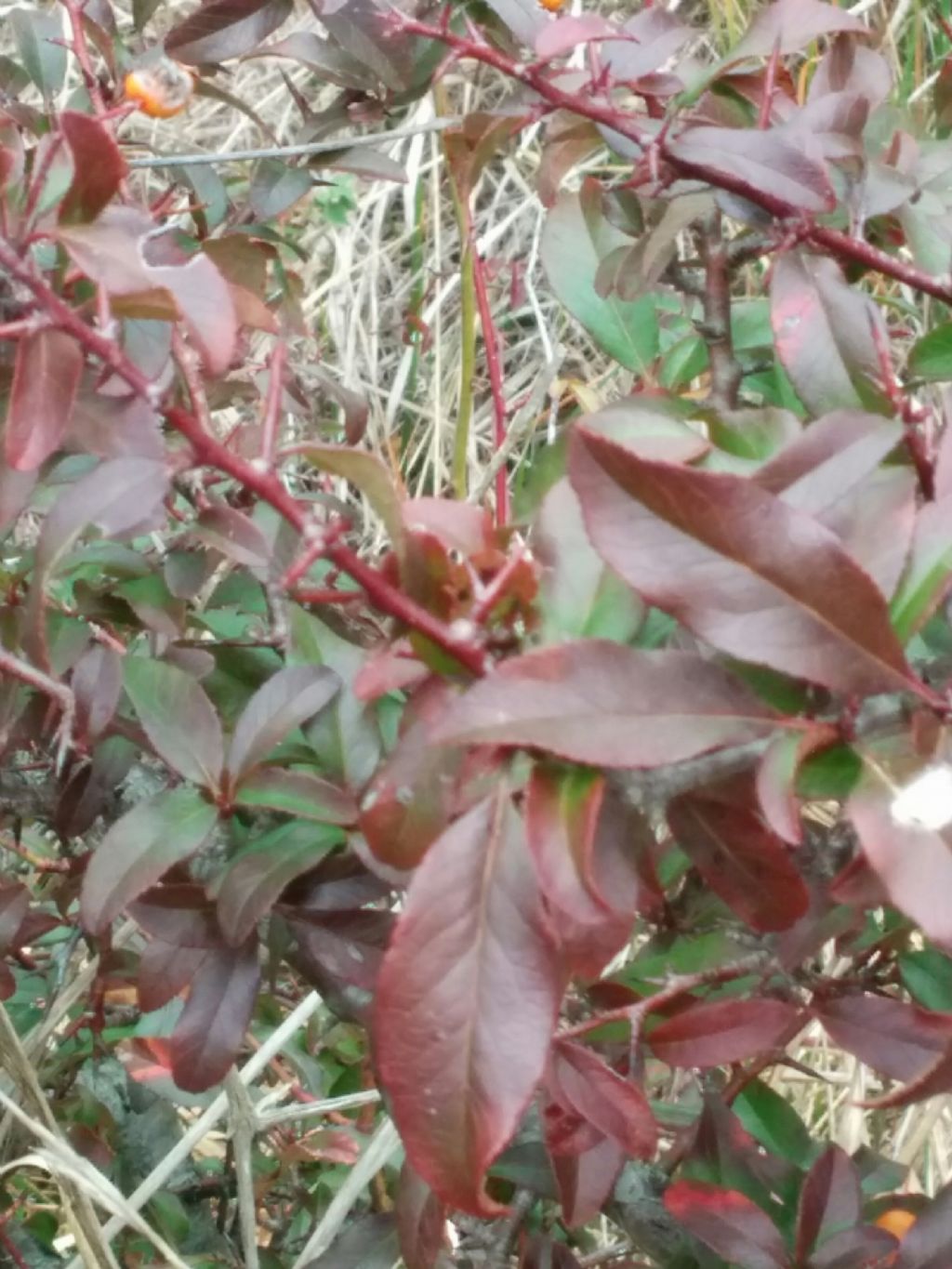 Arbusto con bacche - Pyracantha coccinea