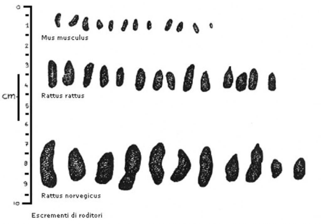 Escrementi mammifero
