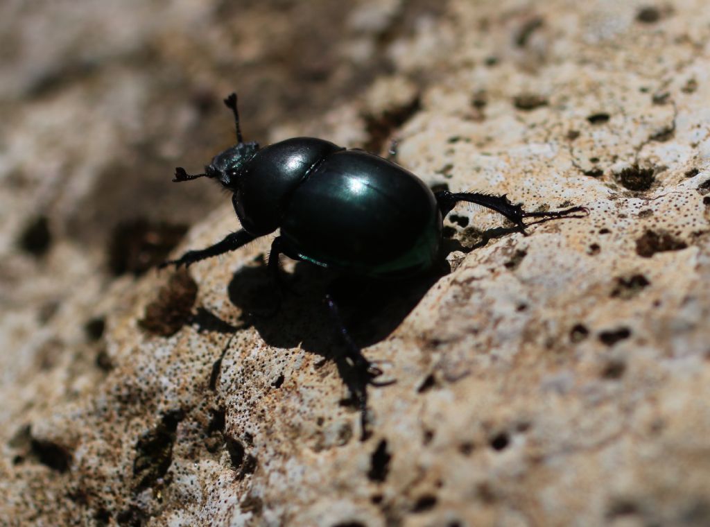 Geotrupidae: Trypocopris pyrenaeus splendens.