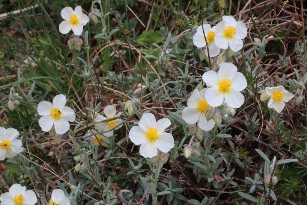 Rocca di Pietracassia (PI) -  Helianthemum apenninum