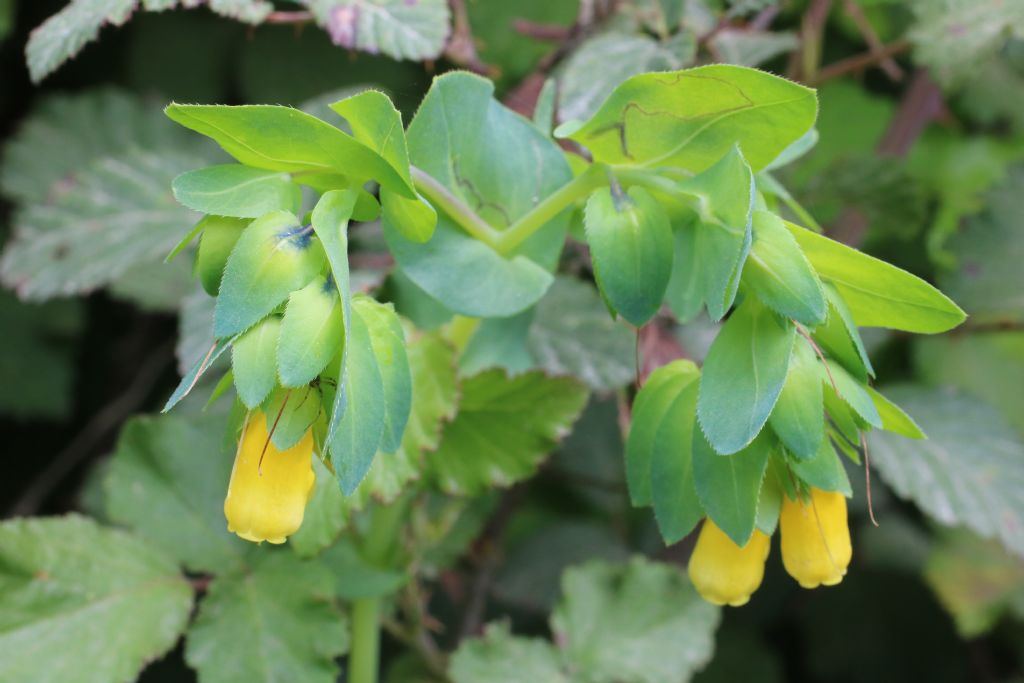 Lajatico (PI) - Cerinthe major