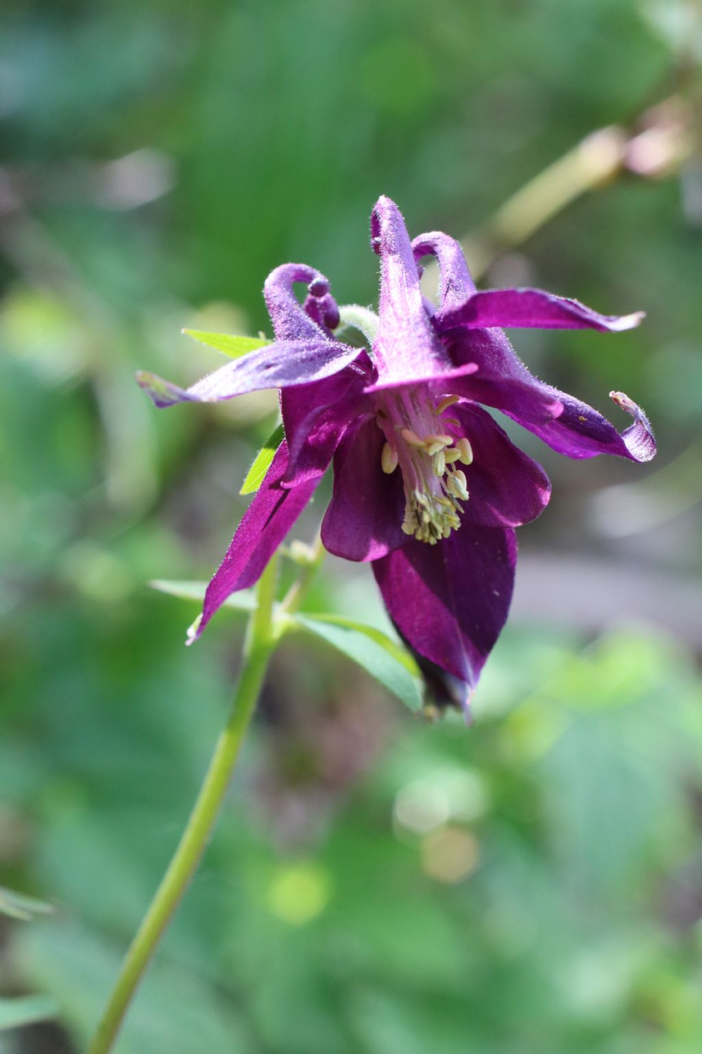 aquilegia alpi apuane - Aquilegia atrata