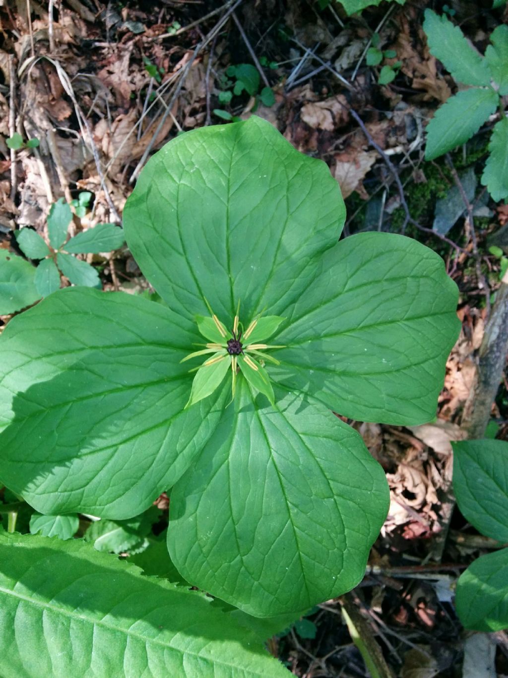 Paris quadrifolia (Liliales - Melanthiaceae)