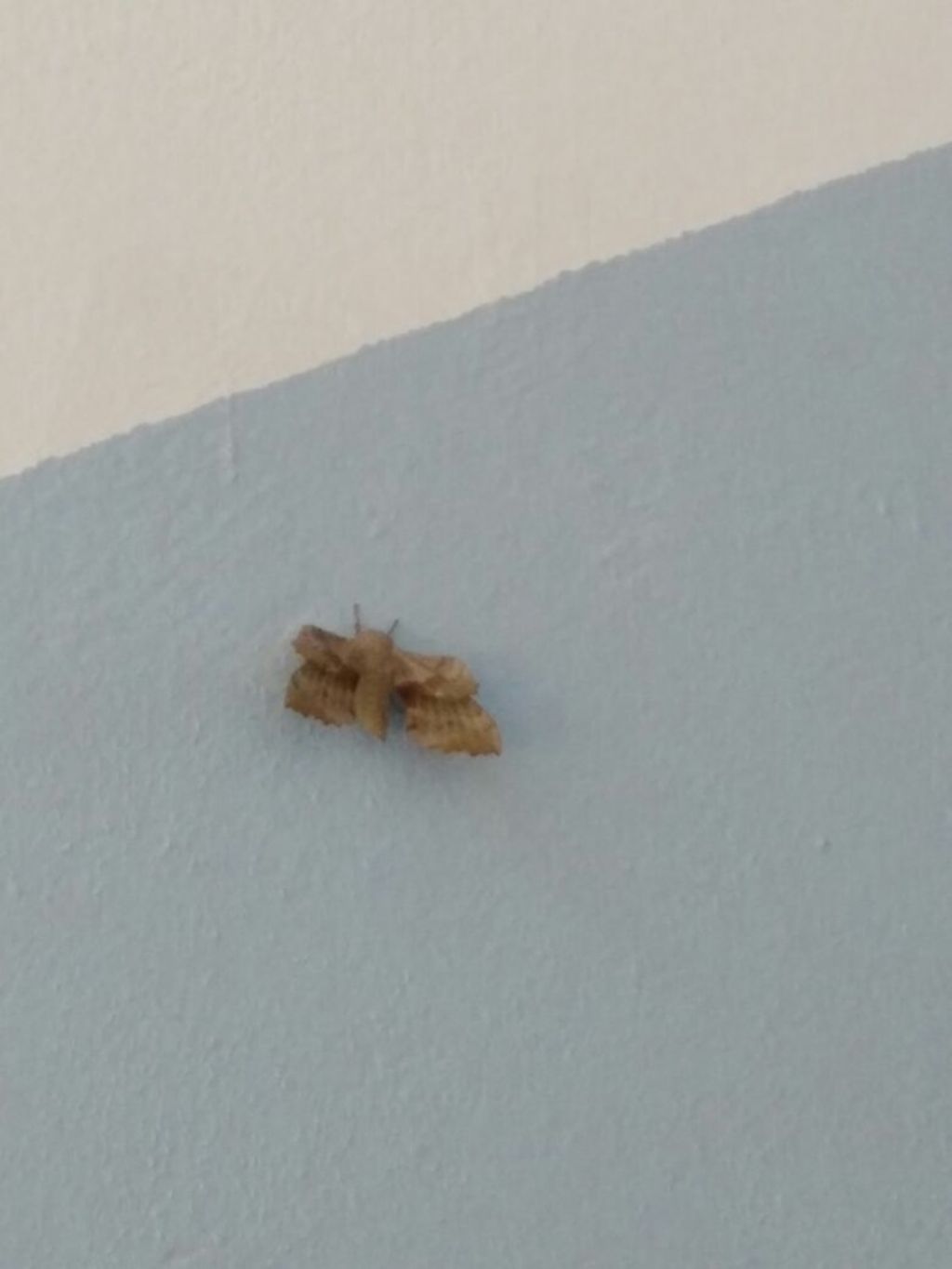 falena a Calambrone  (PI):  Laothoe populi, Sphingidae