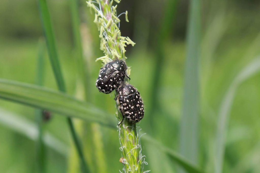 Cetoniidae: Oxythyrea funesta