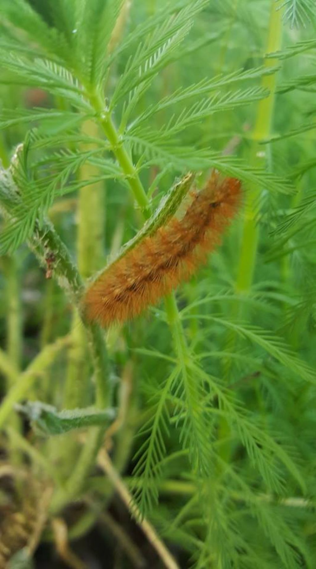 bruco su Lunaria - Erebidae Arctiinae