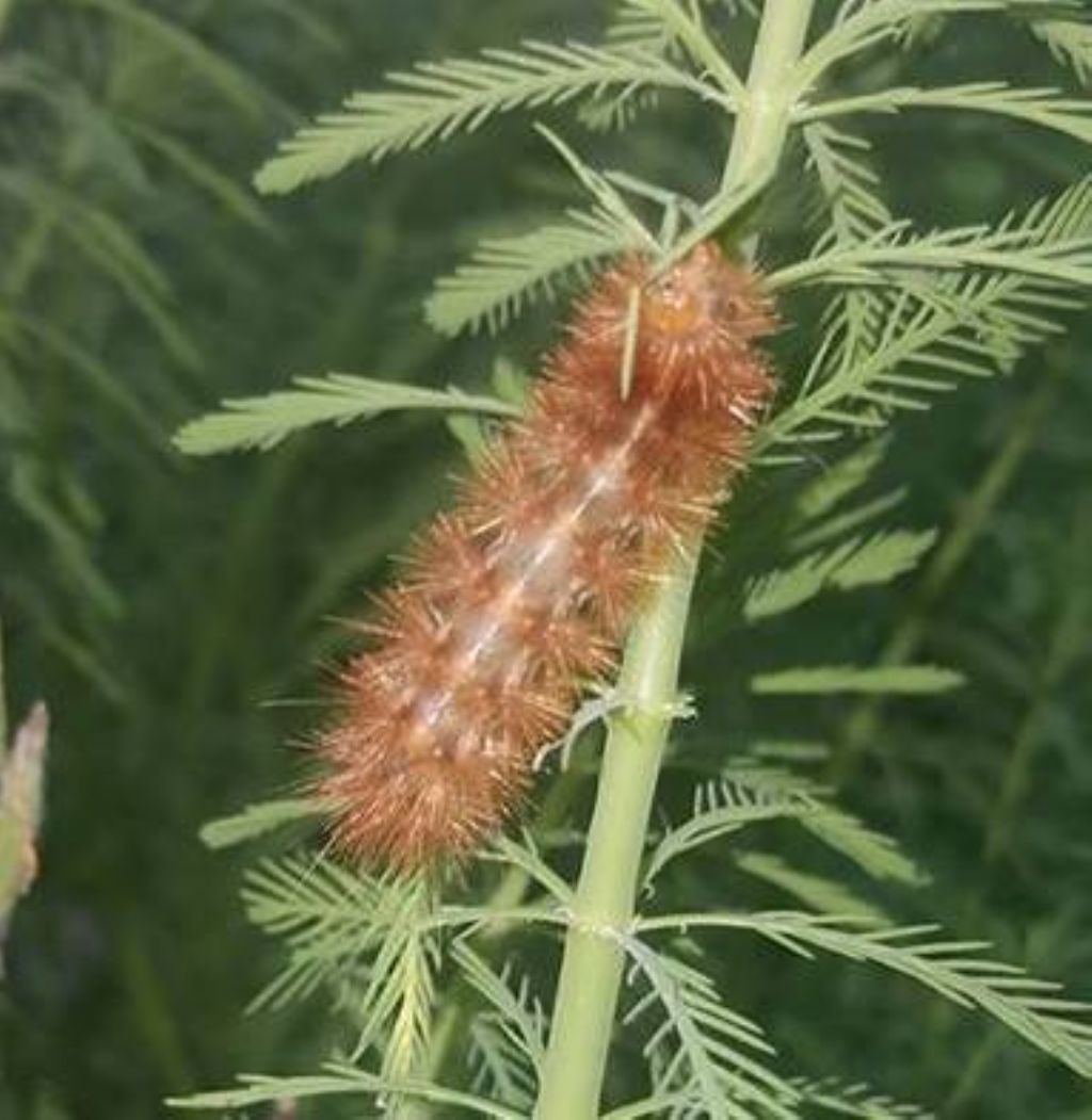 bruco su Lunaria - Erebidae Arctiinae