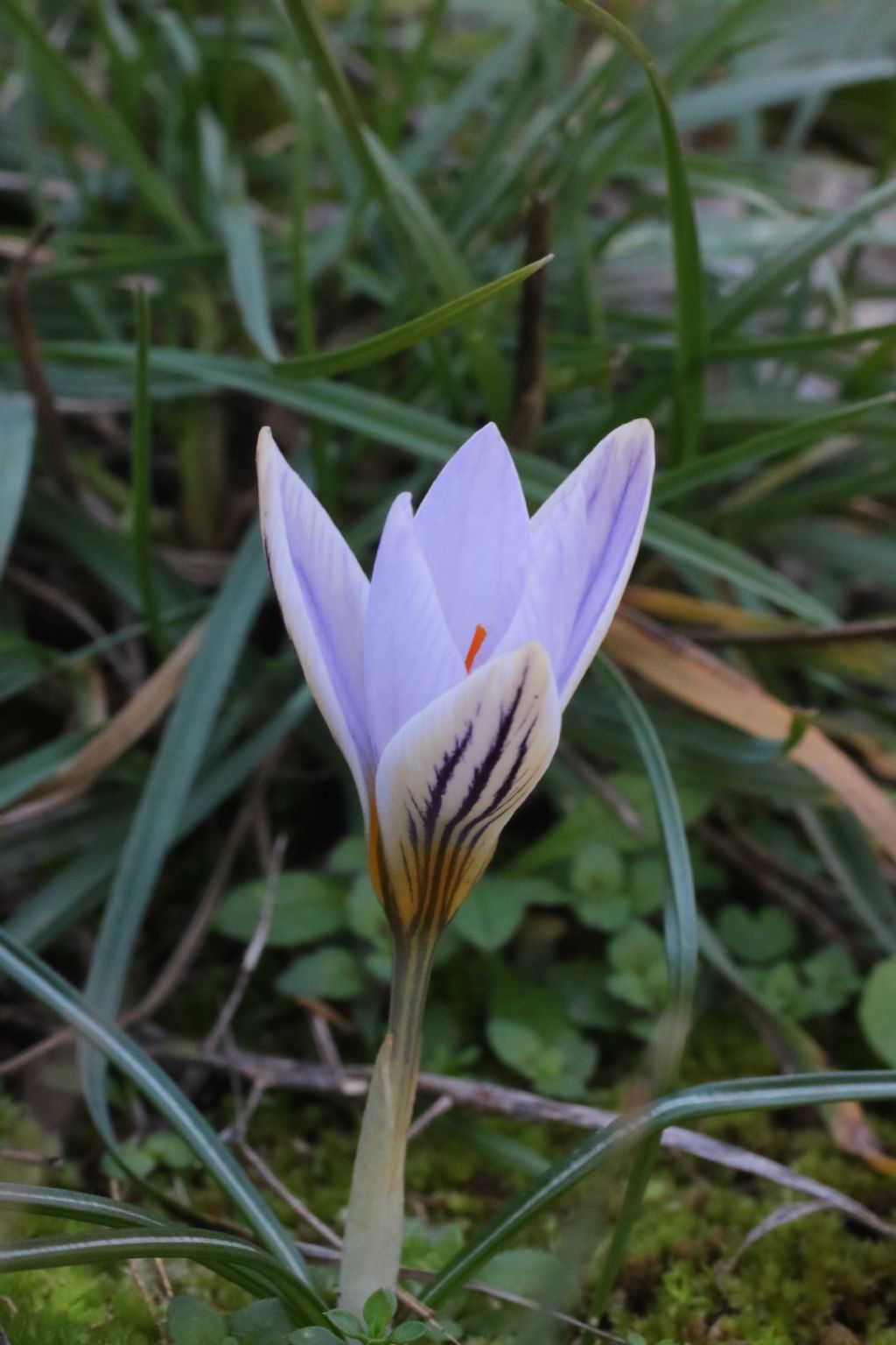 Crocus biflorus, monti pisani