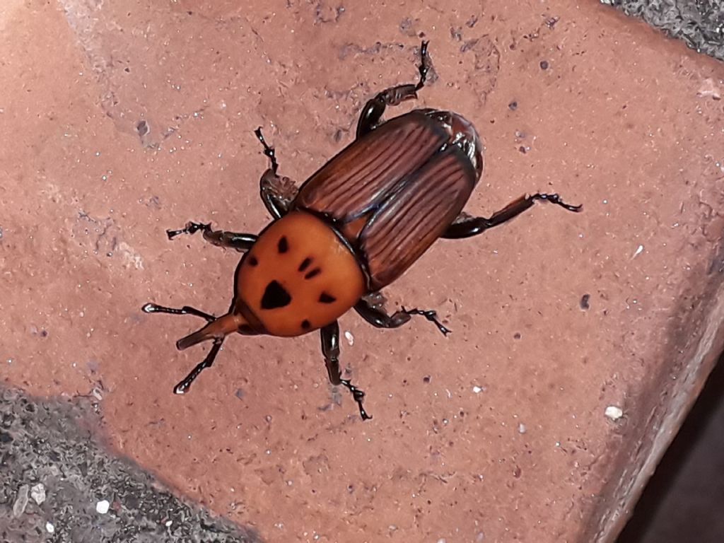 Coleottero in sicilia: punteruolo rosso, Rhynchophorus ferrugineus