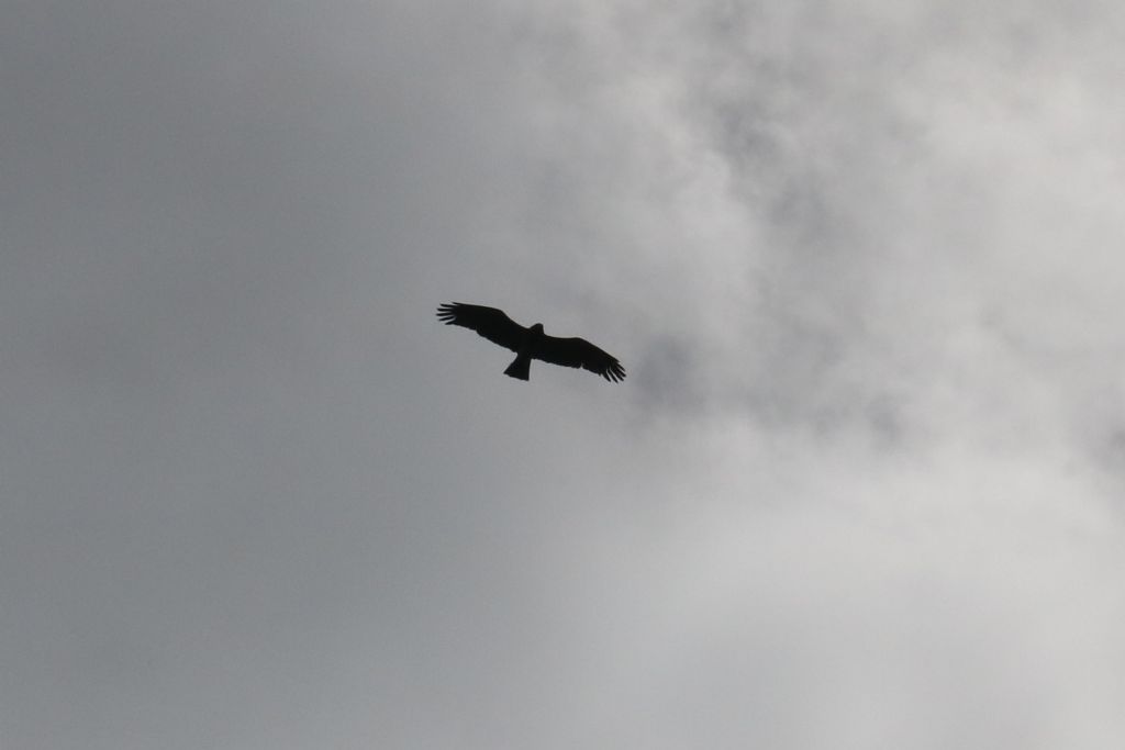 rapace monti pisani: Biancone (Circaetus gallicus)