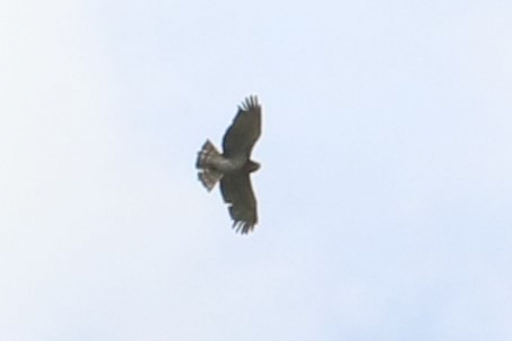 rapace monti pisani: Biancone (Circaetus gallicus)