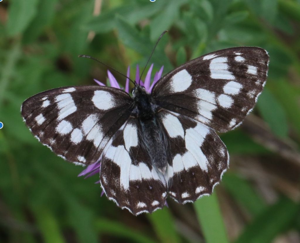 Melanargia galathea ? S !