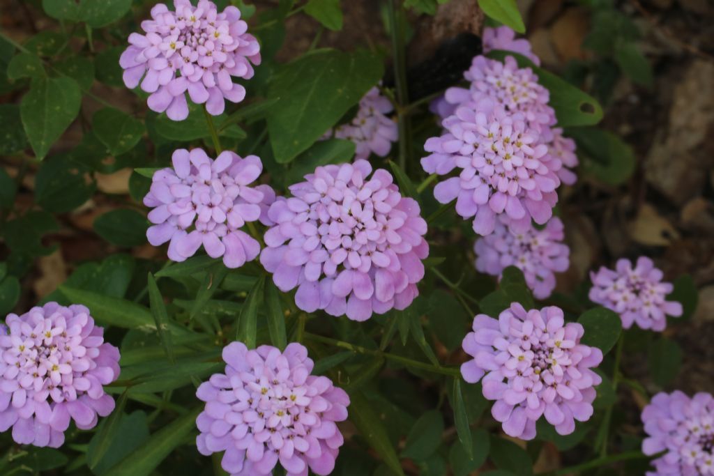 Iberis umbellata (Brassicaceae)