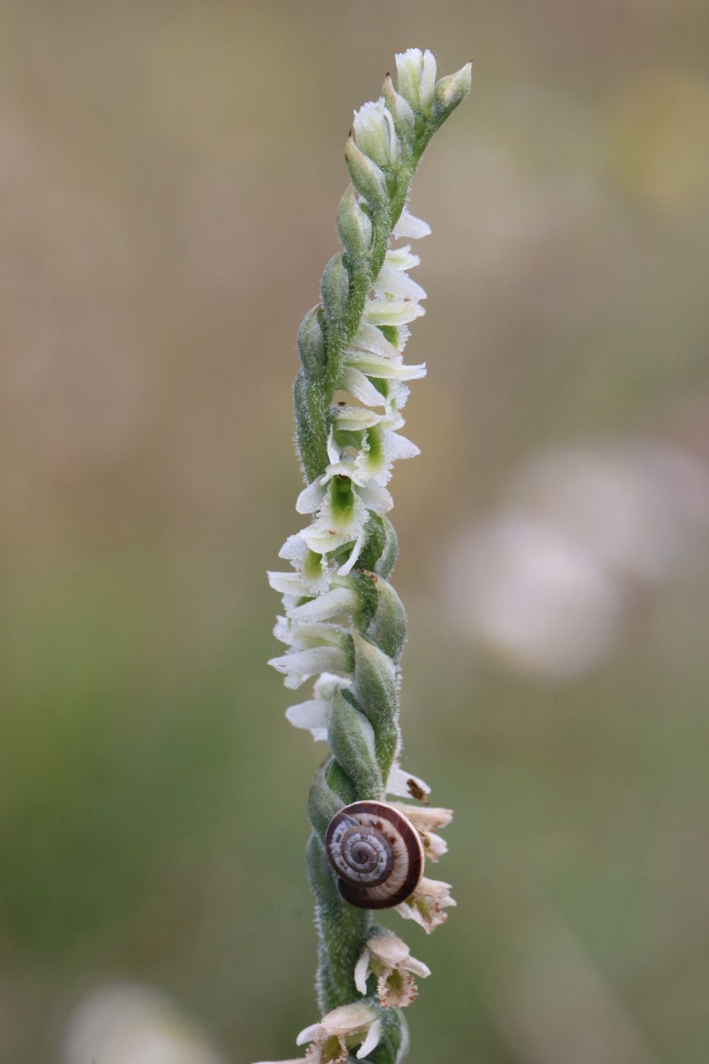 Spiranthes spiralis (Pisa)