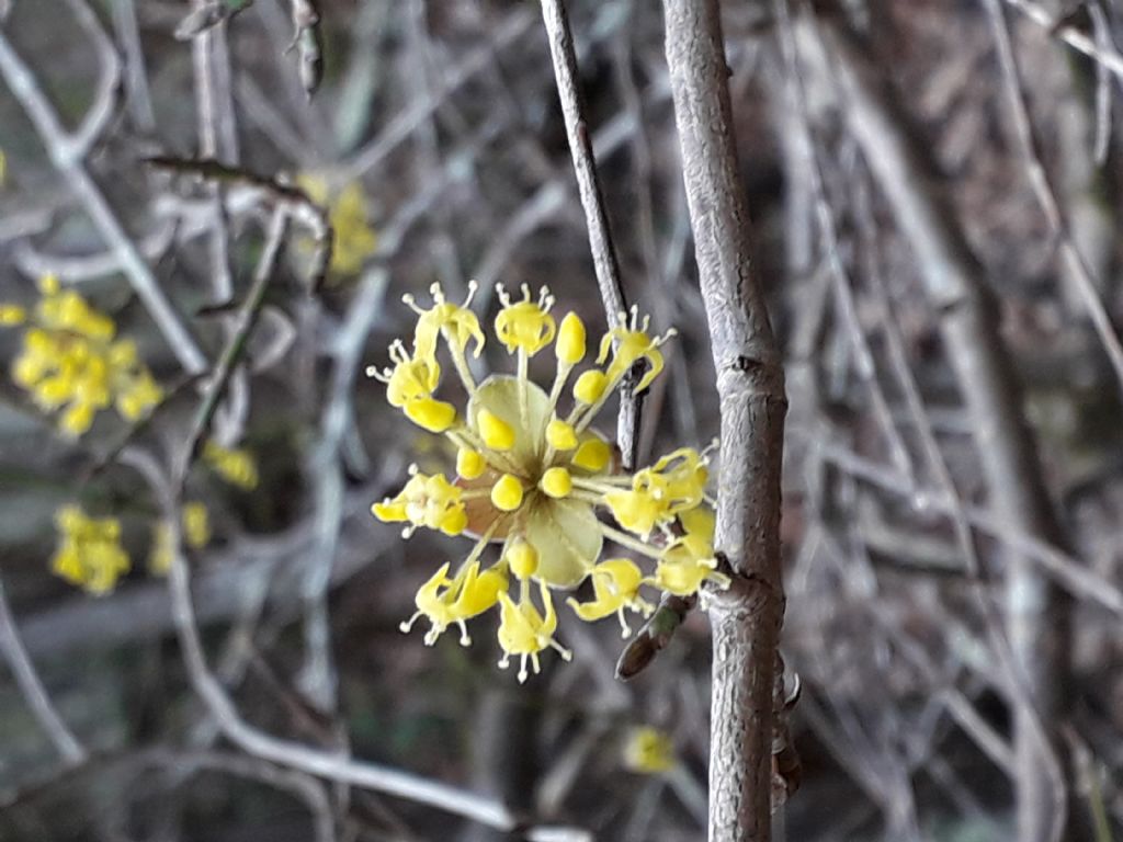 fiori gialli... di Cornus mas (Cornaceae)