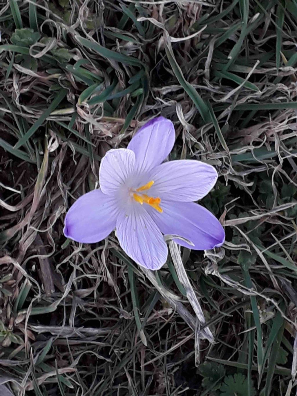 Colchicus ?  No, Crocus neglectus