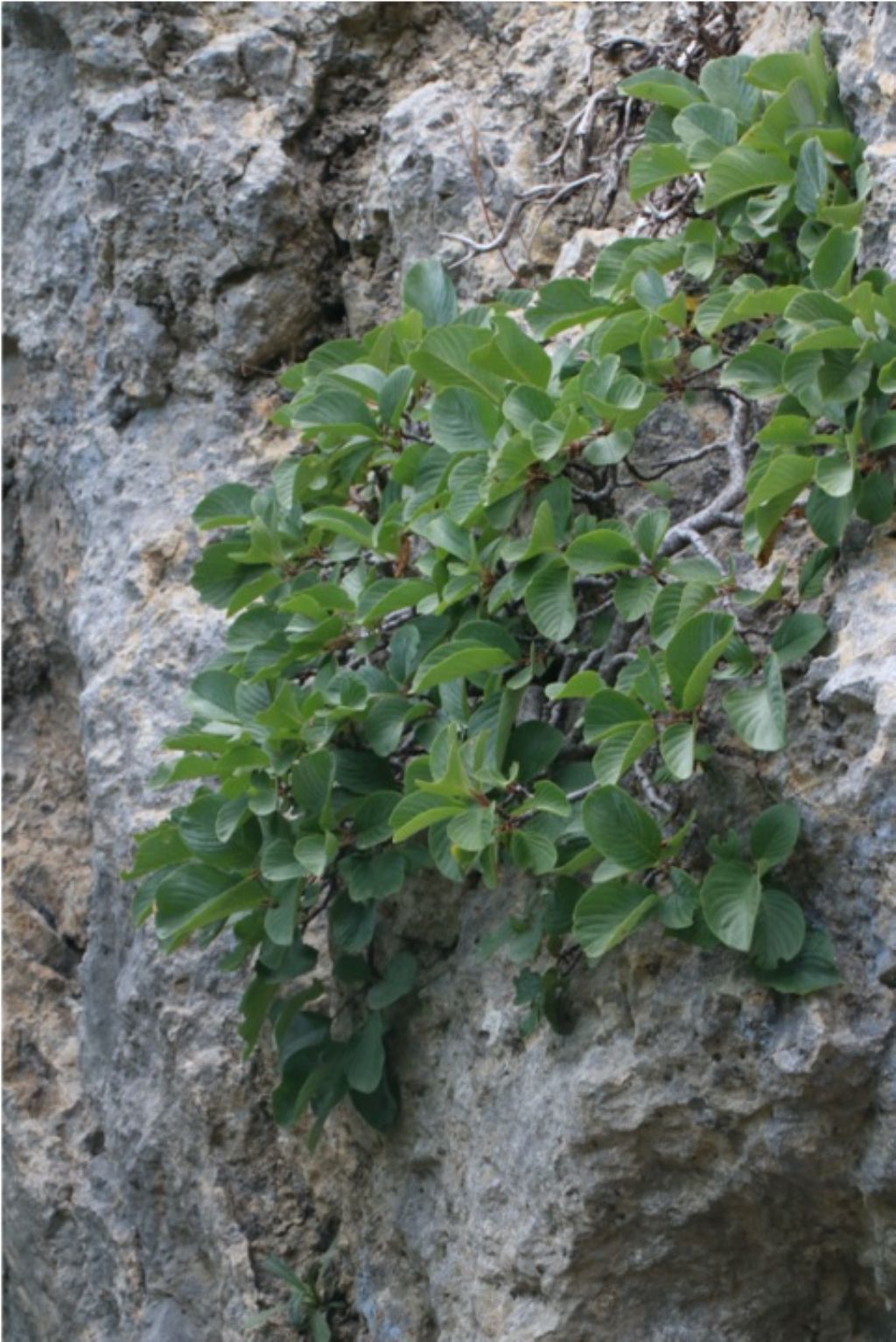 Su parete Procinto (Alpi Apuane):  Atadinus glaucophyllus (Rhamnaceae)