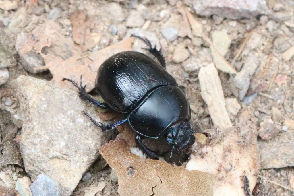 Geotrupidae: Anoplotrupes stercorosus