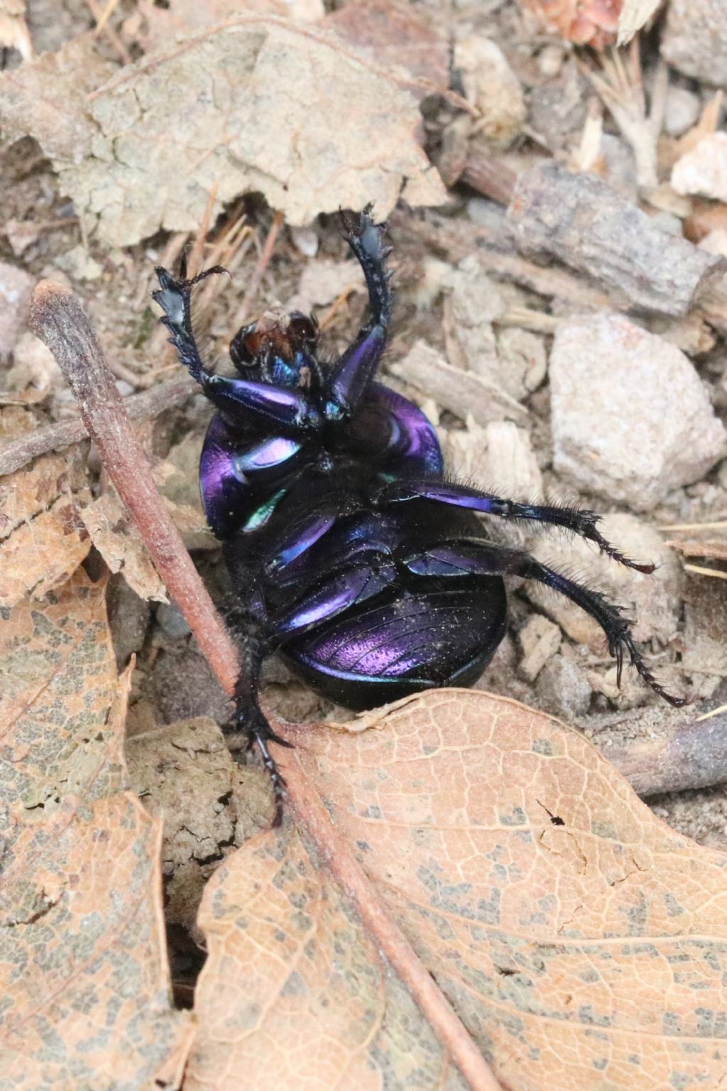 Geotrupidae: Anoplotrupes stercorosus