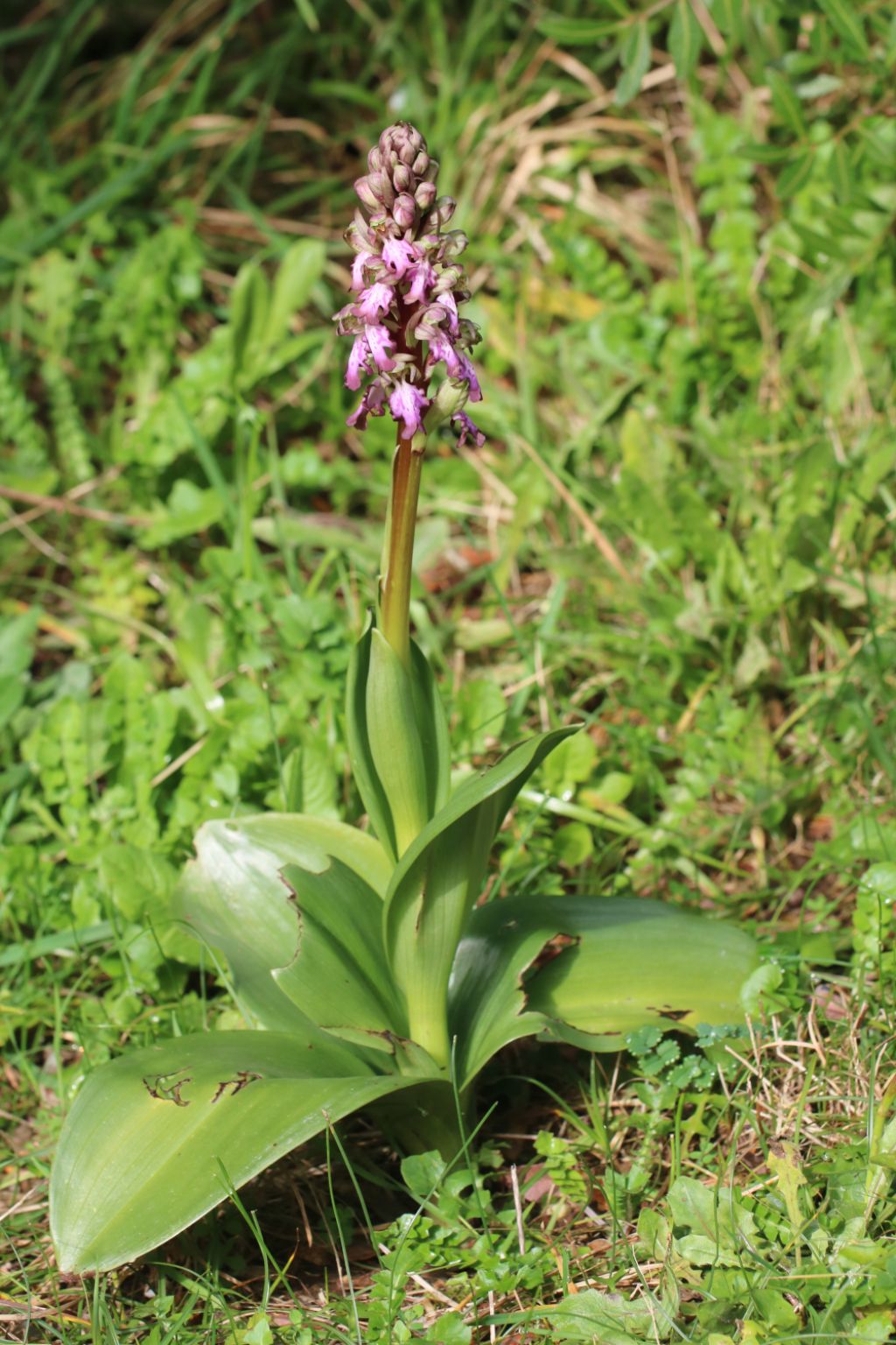 Barlia robertiana