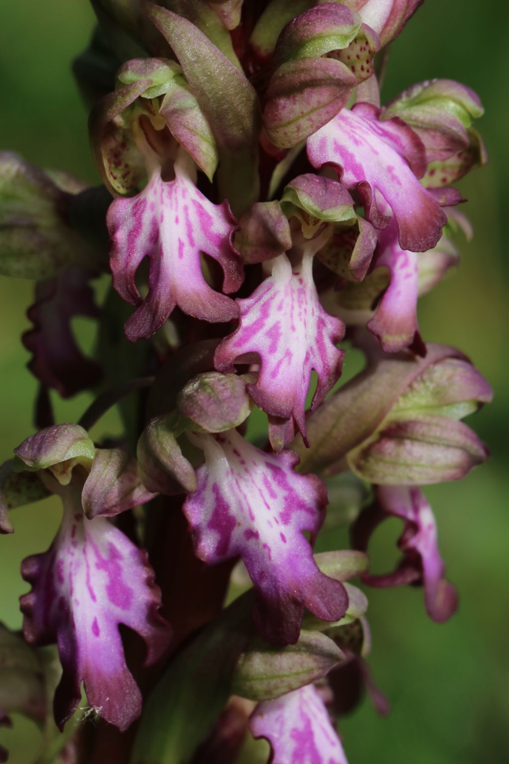 Barlia robertiana