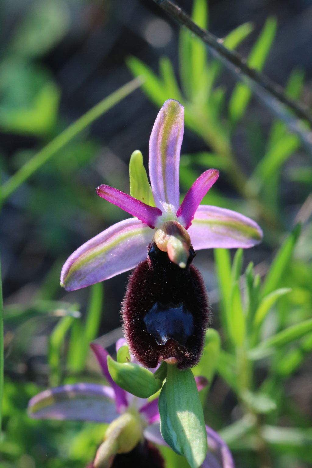Ophrys bertolonii - Volterra