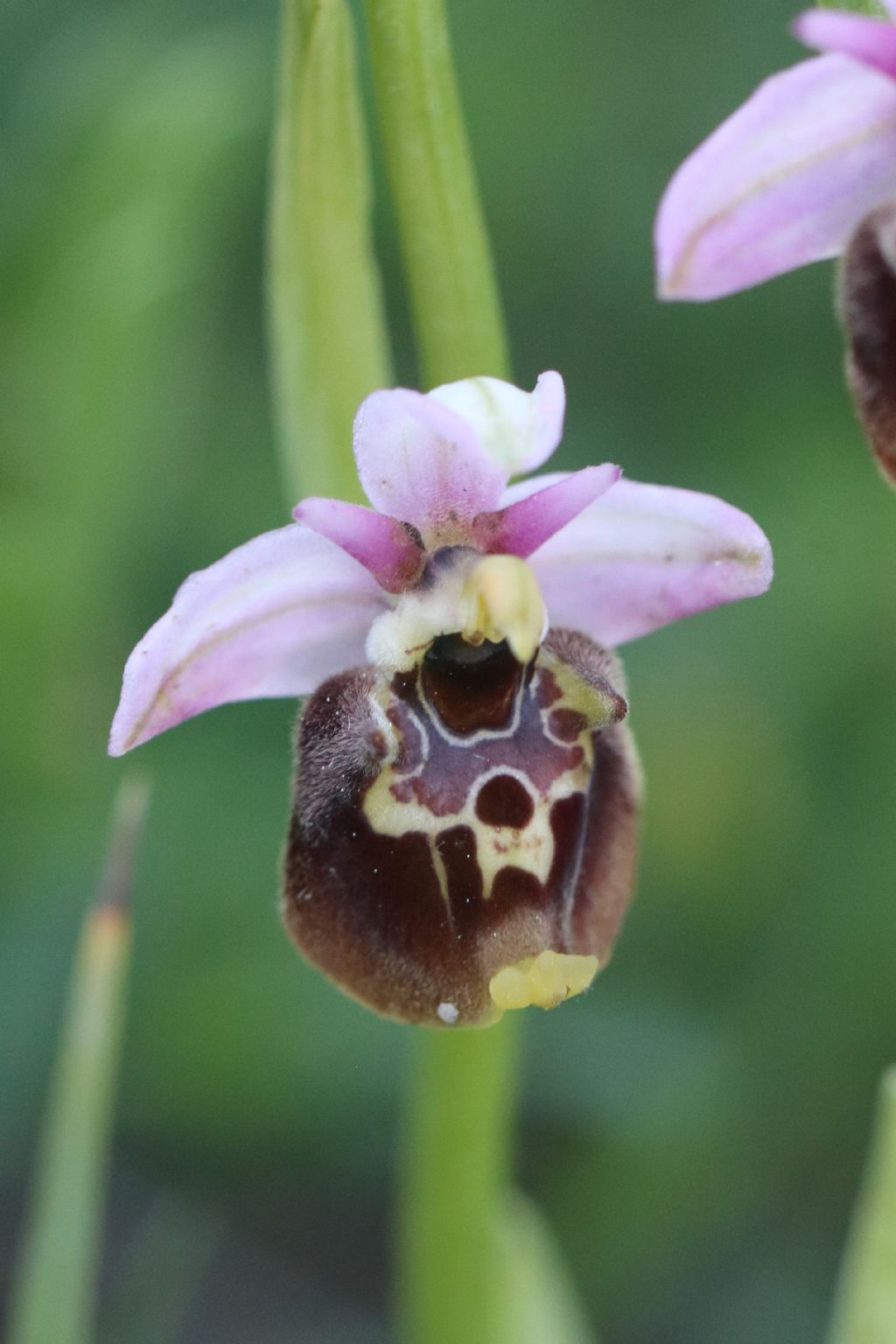 Ophrys holosericea - Volterra