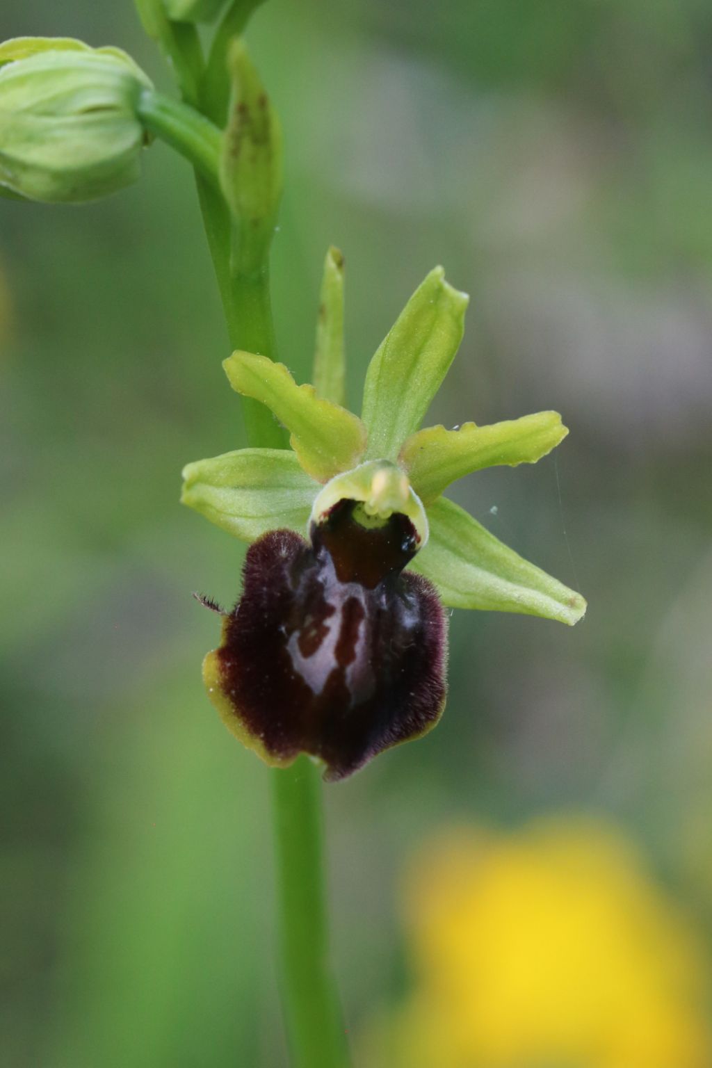 Ophrys in Abruzzo