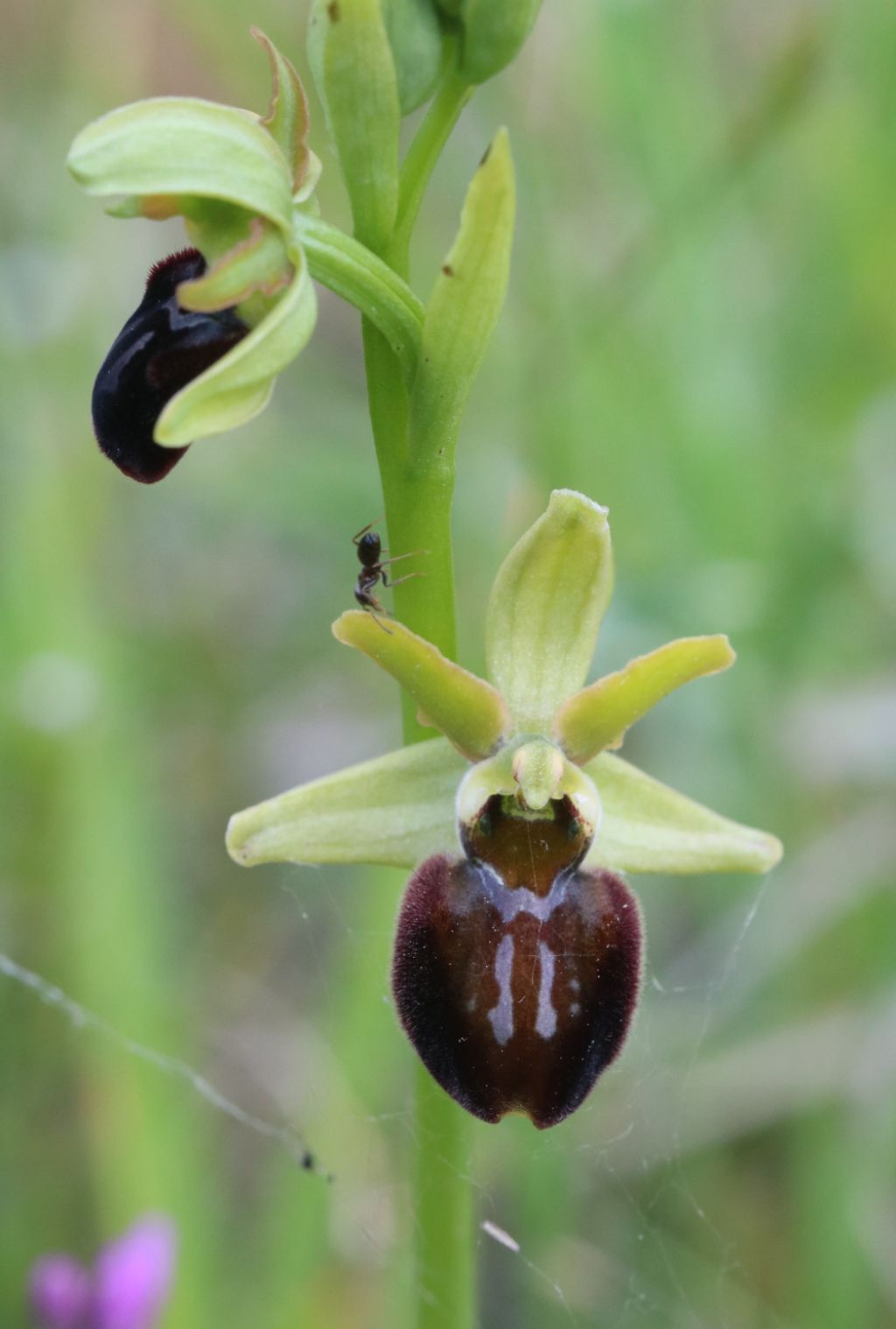 Ophrys in Abruzzo