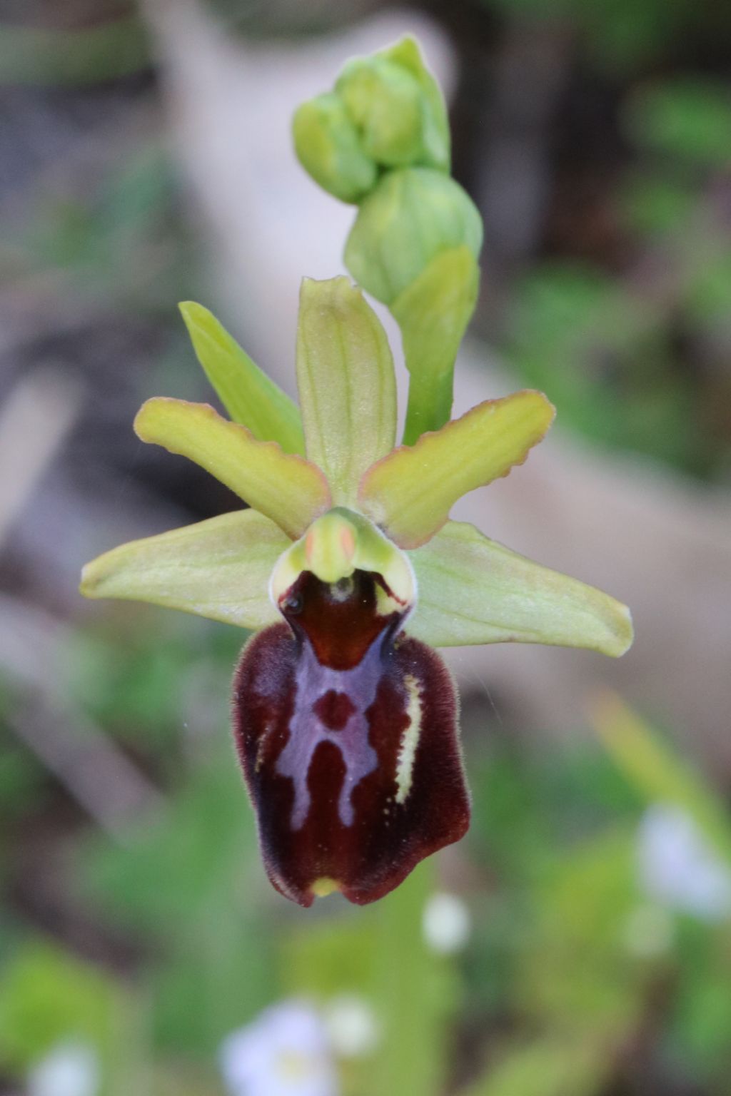 Ophrys in Abruzzo