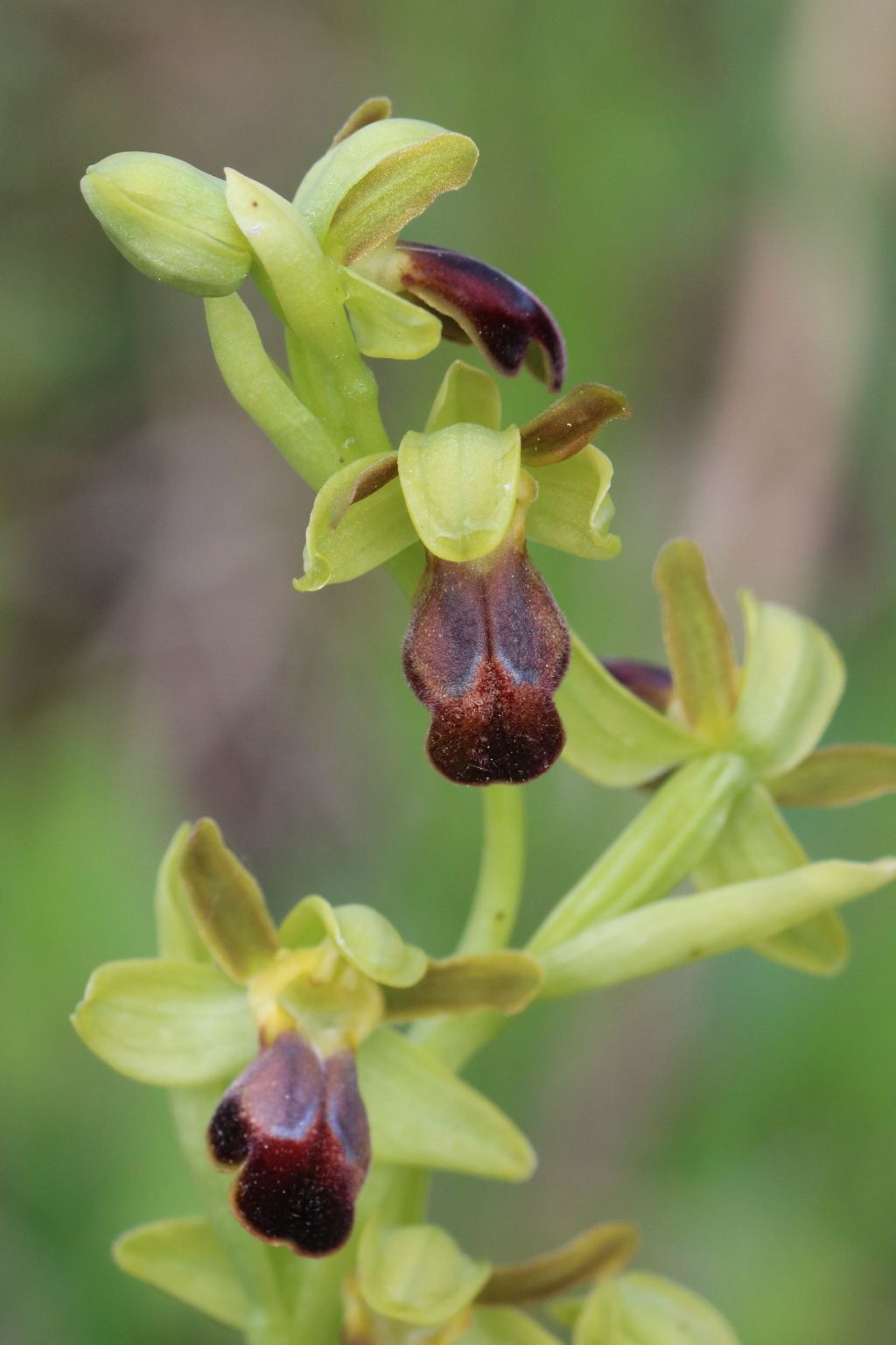 Ophrys fusca a Lajatico