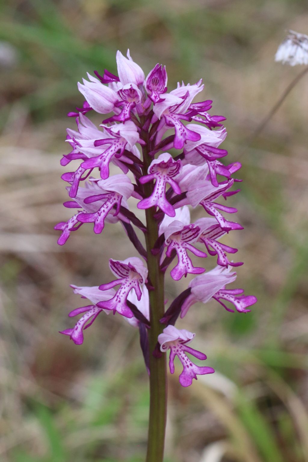 Orchis militaris in Abruzzo