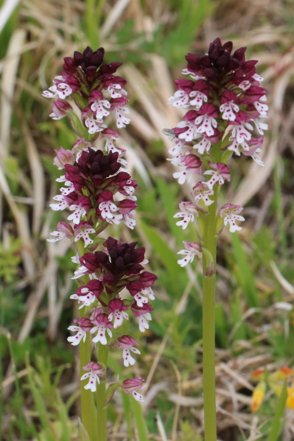 Neotinea ustulata in Abruzzo