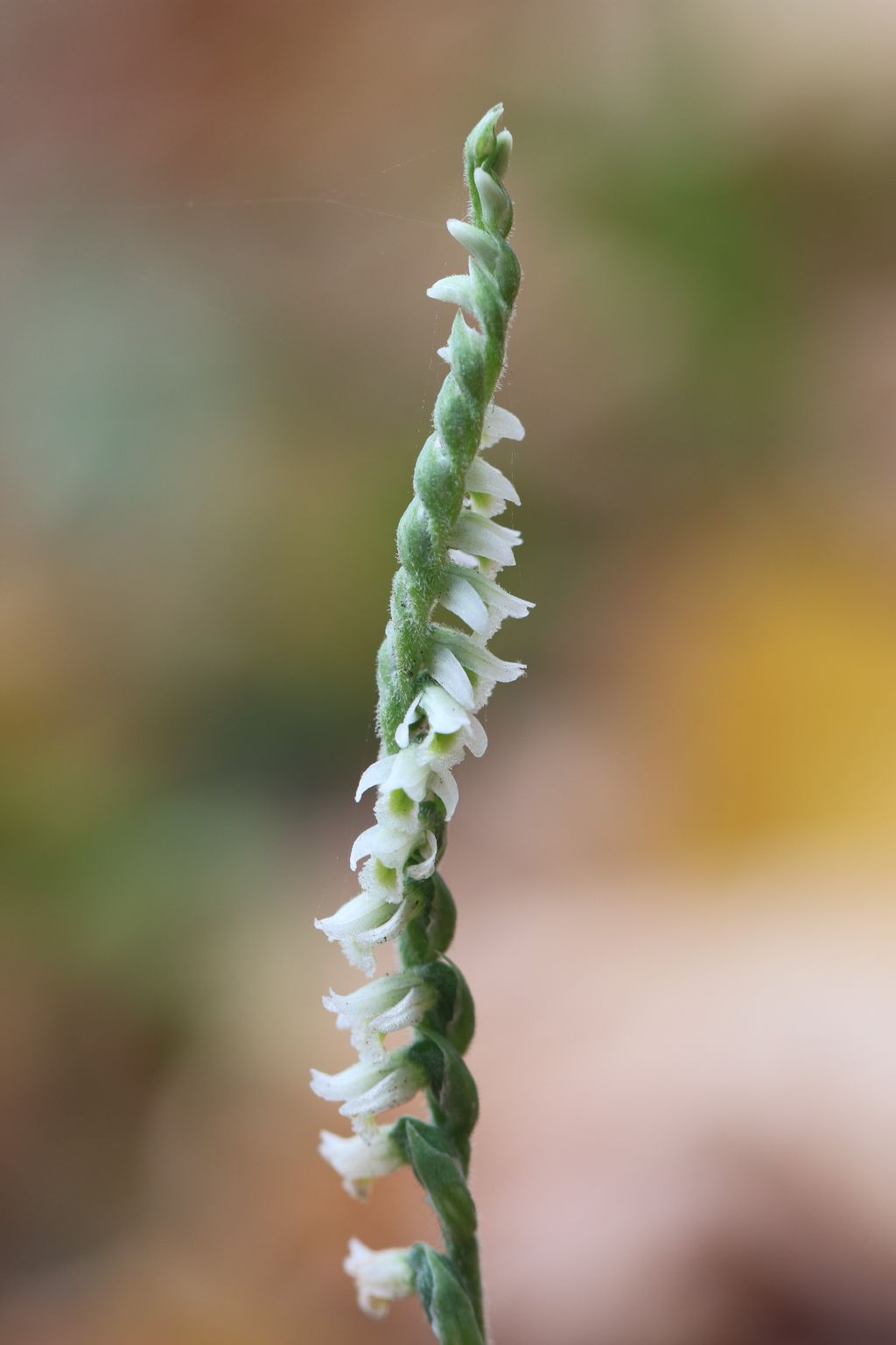 Spiranthes spiralis a Pisa