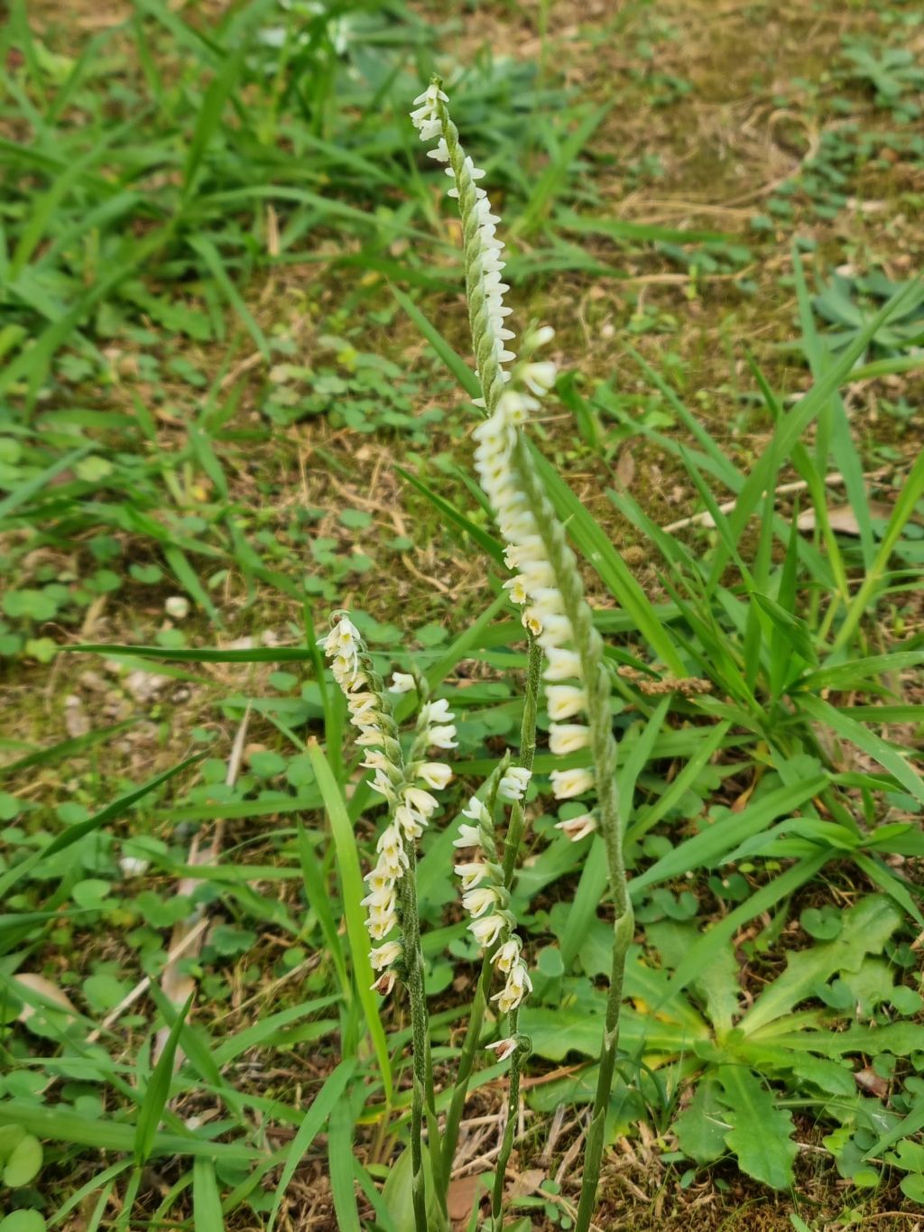 Spiranthes ospedale S.Chiara (Pisa)