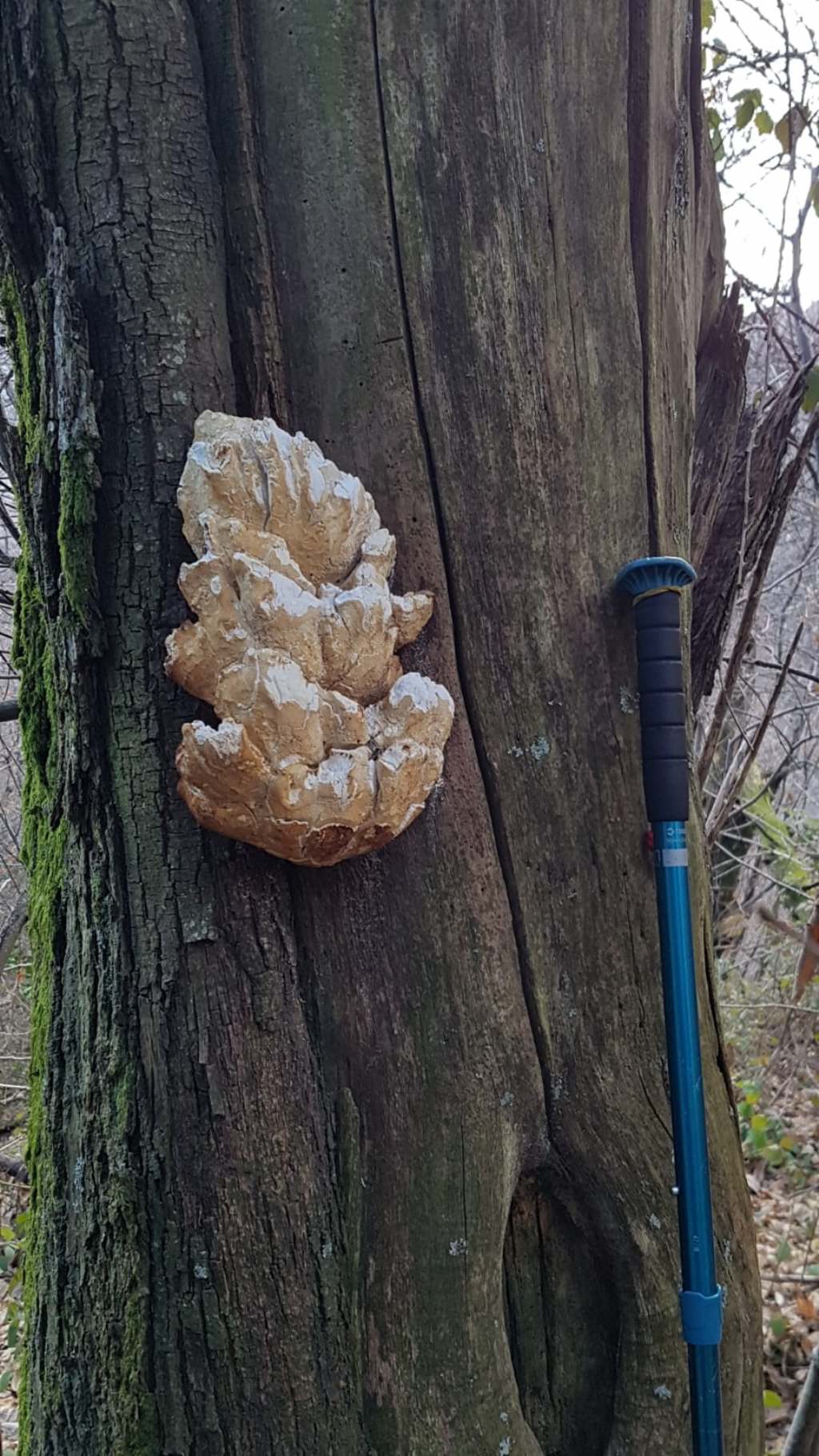 Fungo su albero in alpi apuane