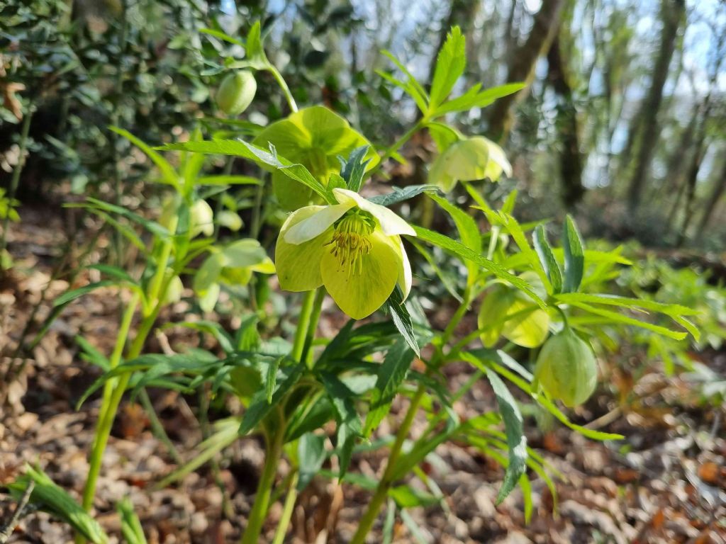 Helleborus...viridis
