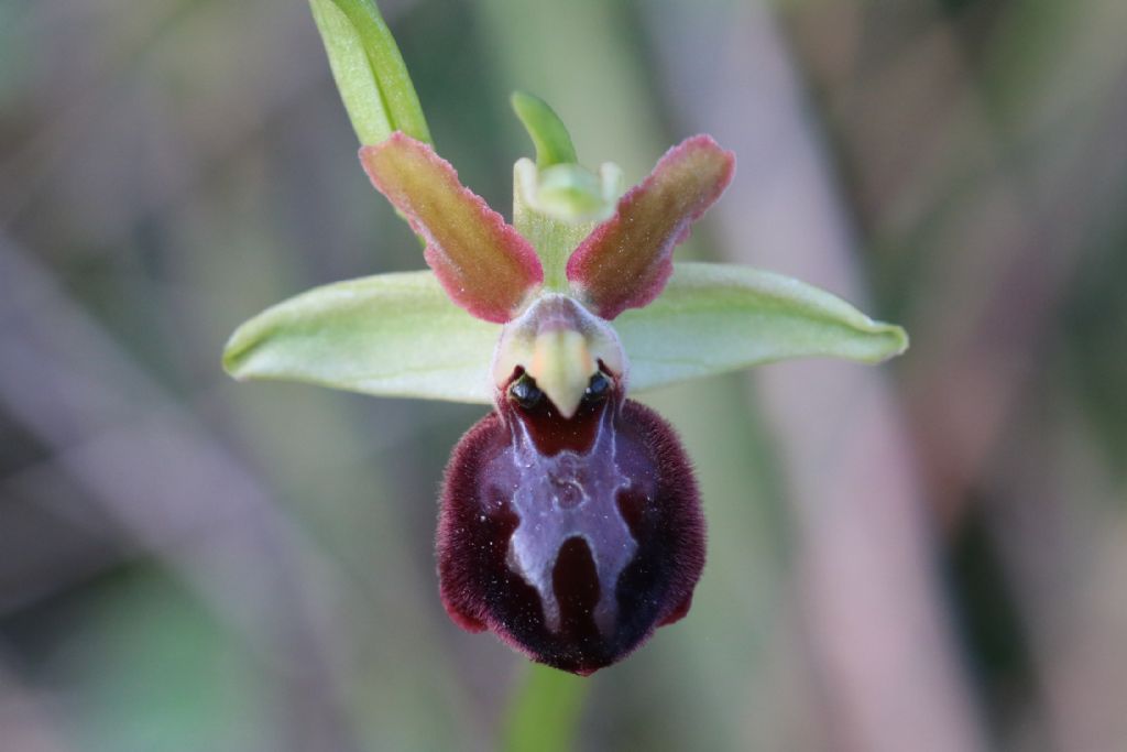 Ophrys sphegodes subsp. maritima