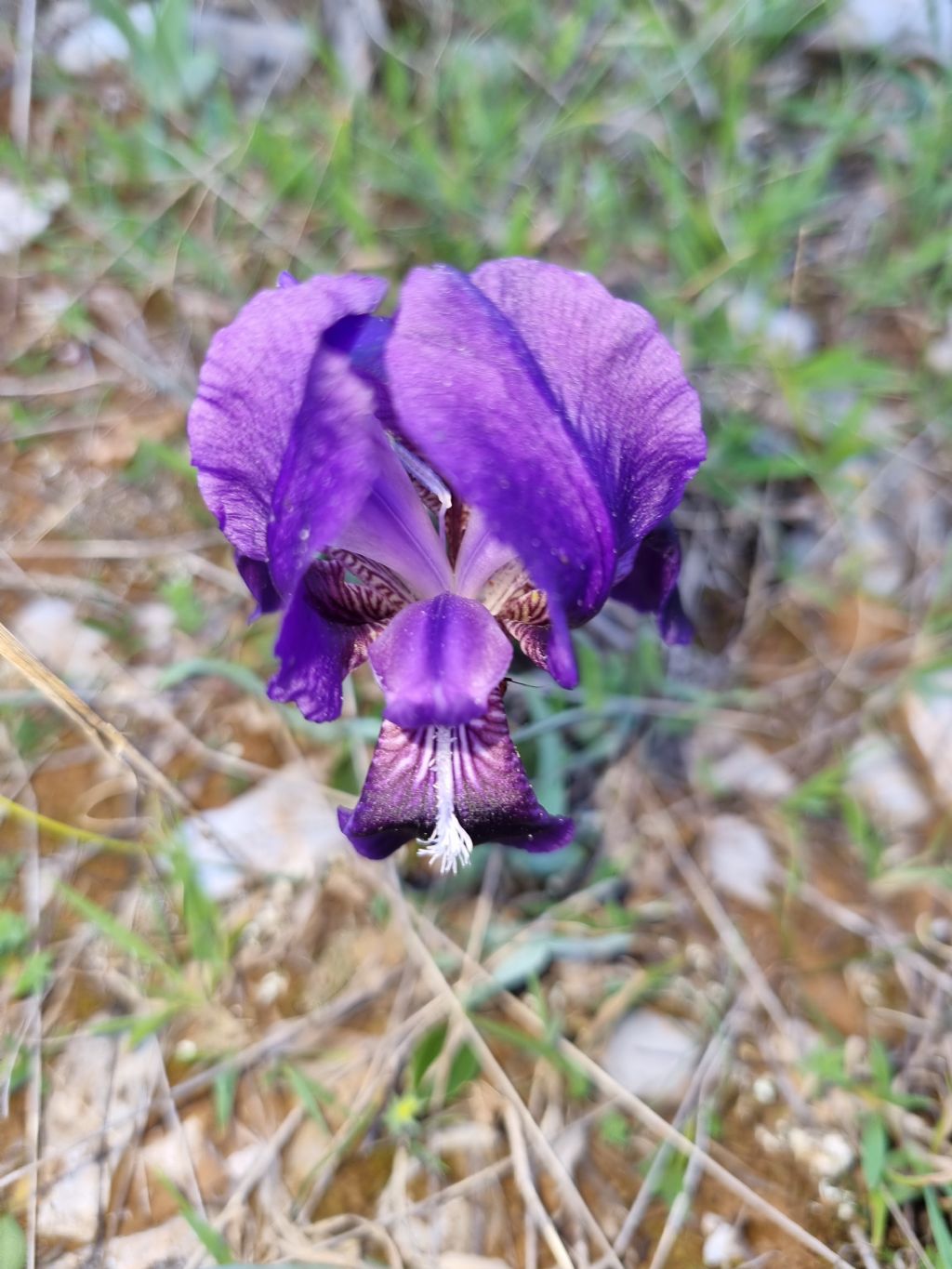 Iris lutescens