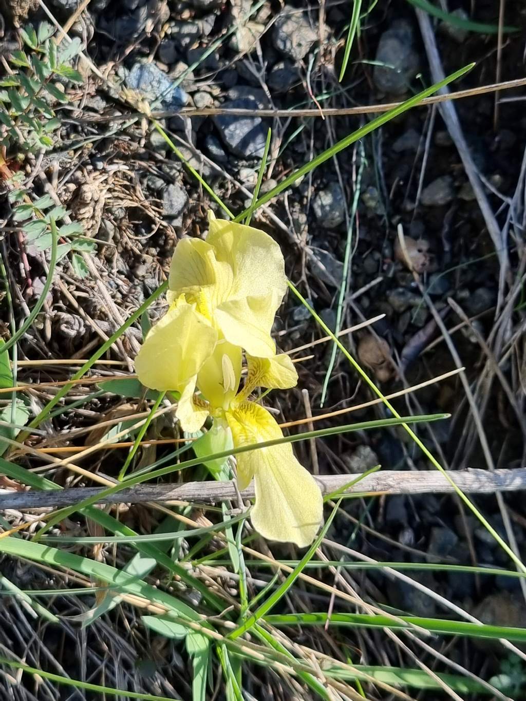 Iris lutescens