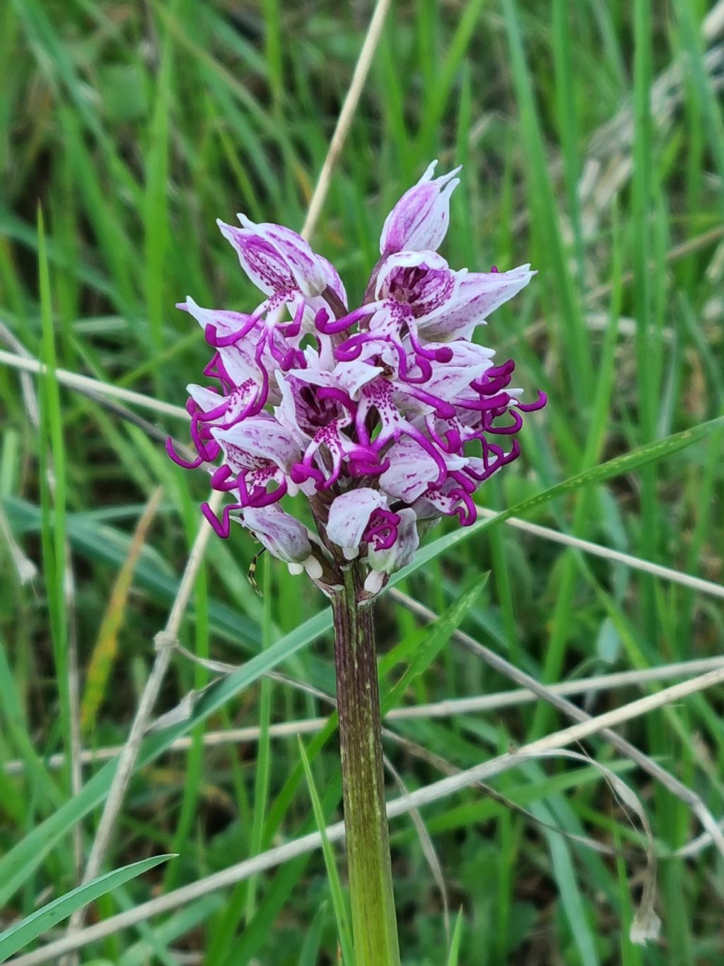 Orchis simia alle Cornate (GR)