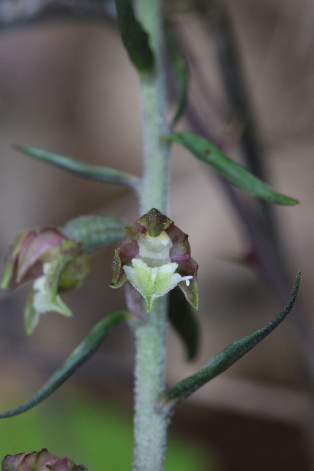 Epipactis microphylla nel volterrano